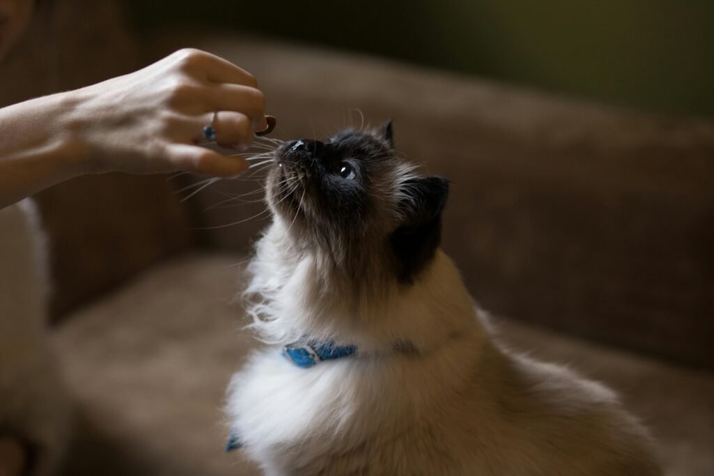 A Himalayan cat eagerly reaches up for a treat held by a human hand indoors.